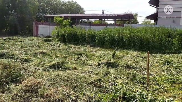 Зеленые вдохновители для садового творчества