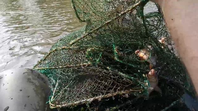 Крупные раки. Очень много. Ловля раколовками. смотреть онлайн