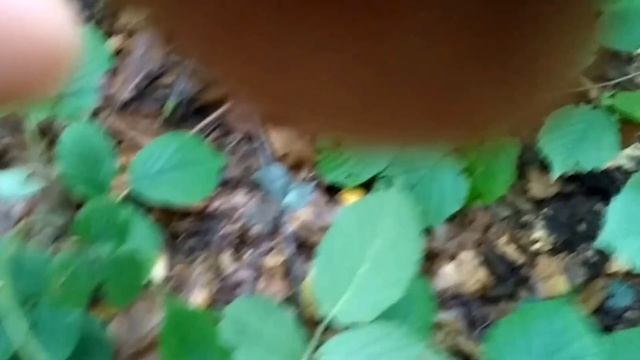 По гриби,білі,підберезовики,підосиновики,опеньки,моховики та інші(Дрогобицький р-н,с.Снятинка) смотреть онлайн