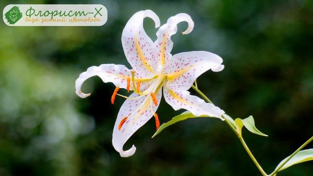 Уход за лилиями в саду смотреть онлайн