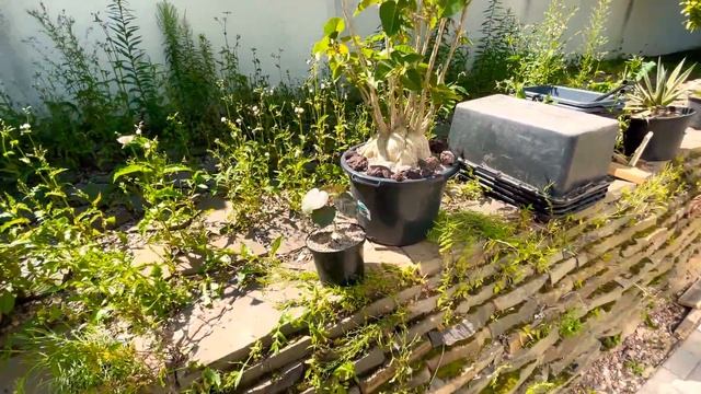 Ficus Palmeri 17 лет и Ficus Pitiolaris - мои любимые каудексные Фикусы. Выращиваем большой каудекс