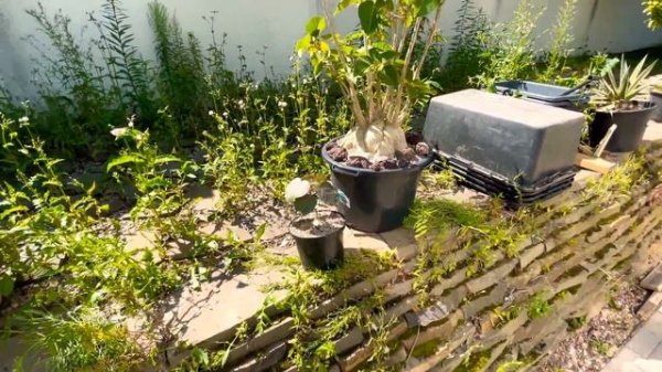 Ficus palmeri 17 лет и Ficus pitiolaris - мои любимые каудексные Фикусы. Выращиваем большой каудекс