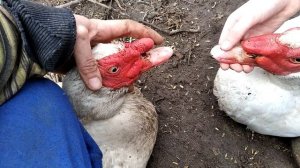 Как отличить Немецкую линию Мускусных уток от Французской