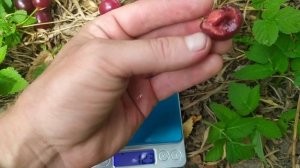 вишни Уйфехертой фюртош, игрушка, ночка