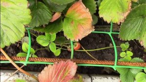 Клубника Альбион.  Ещё одна важная особенность сорта.