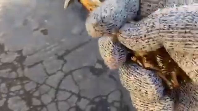 Нож Походный подарочный смотреть онлайн