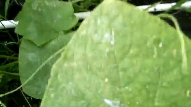 Урожай в начале июля.