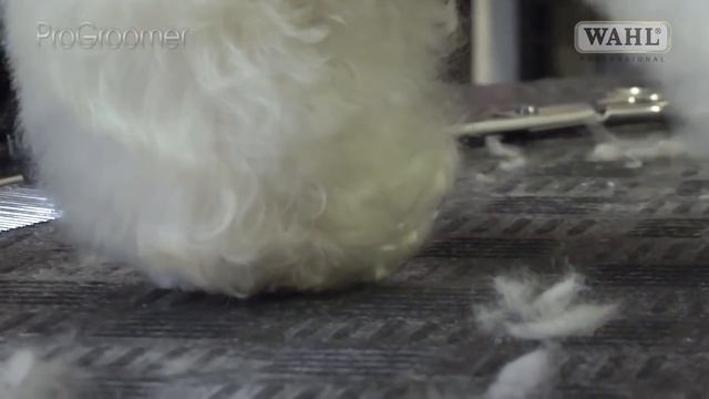 Grooming Guide - Bichon Frisé Pet or Salon Trim - Pro Groomer смотреть онлайн