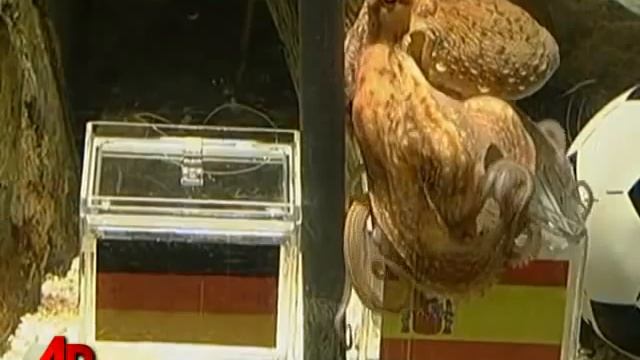 [World Cup 2010 - 1/2] Осьминог выбрал Испанию! смотреть онлайн