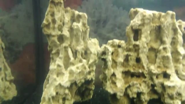 ХРОМИСЫ УХАЖИВАЮТ И ОХРАНЯЮТ СВОИХ МАЛЬКОВ , ПРИОБРЕТЕНИЕ ФИЛЬТРА ЭХЕЙМ смотреть онлайн
