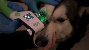 БЕДА У СОБАКИ! ТРАВМА ГЛАЗИКА У ЛЕКСИ