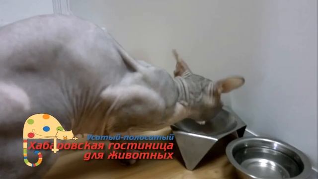 Хабаровская гостиница для животных "Усатый-полосатый" смотреть онлайн