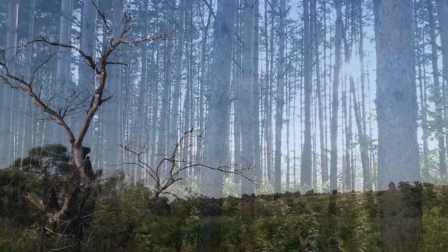 Природа Орловской области. Залегощенский р-он. Лето 2020 смотреть онлайн