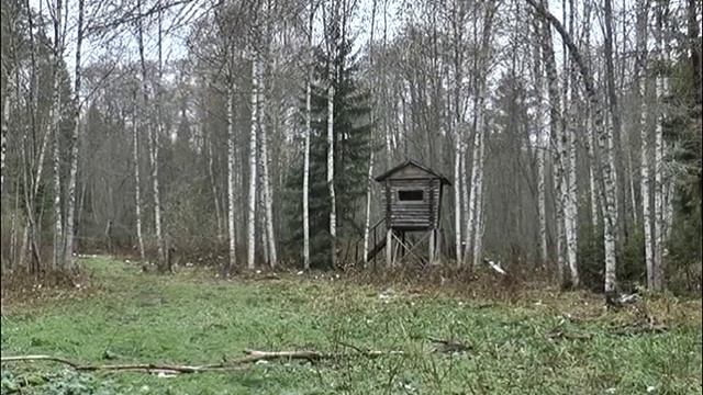 Сумеречные обитатели ярославских лесов попали в объективы видеокамер смотреть онлайн