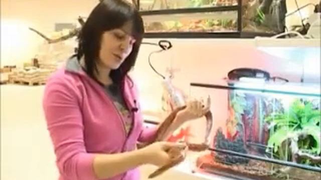 Зоотрейд - магазин домашних животных смотреть онлайн