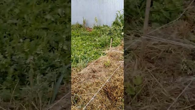 Ежевика черная калючая. смотреть онлайн