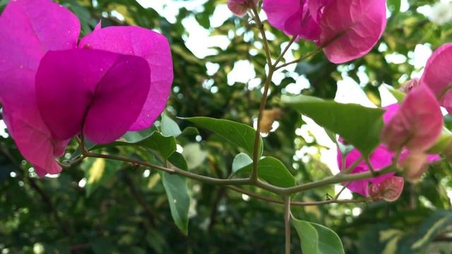 Poco X6 Pro Camera Test