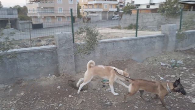 PİTBULL RAMBO KURTULDU! KRAL TAHTINI BIRAKMADI! смотреть онлайн