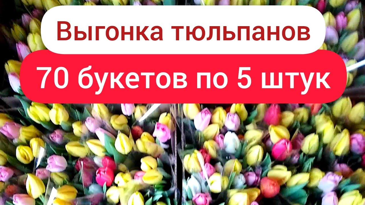 ⚫Храню тюльпаны в сауне /Выгонка тюльпанов в домашних условиях / 70 корпоративных букетов по 5 штук
