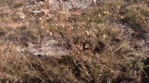 Ищем металл - запчасти Дт 75.