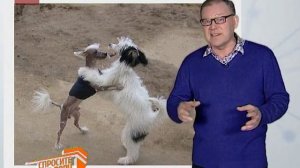 Спросите дядю Вову. Кто сочинил «Собачий вальс»?