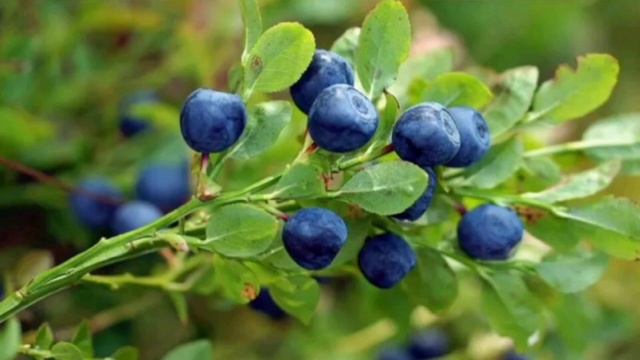 Черника смотреть онлайн