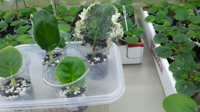 Фиалки! И снова новинки! смотреть онлайн