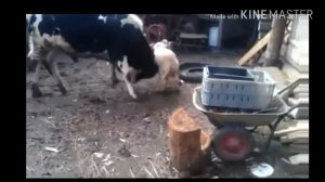 БОЙ: БАРАН VS БЫК . ОФИГЕННО КРУТАЯ БОРЬБА!!!!