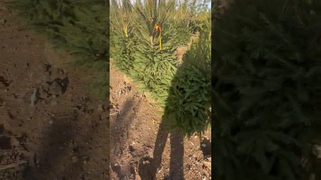 Ель зеленая стриженная. Очень красивая смотреть онлайн