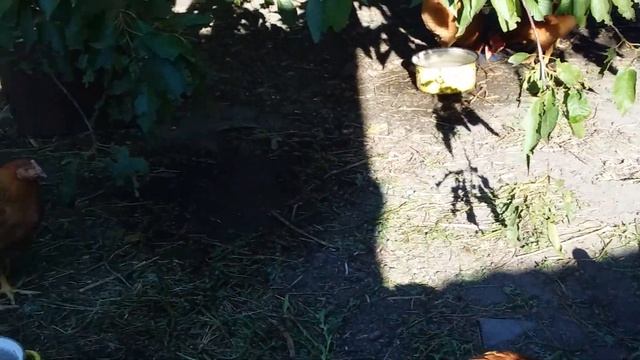 Наши курочки и петушки ФОКСИ ЧИК , 68 ДНЕЙ . Чем я их кормлю . смотреть онлайн