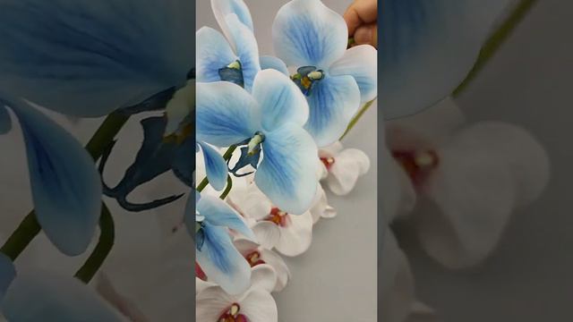 Орхидея Флорида премиум смотреть онлайн