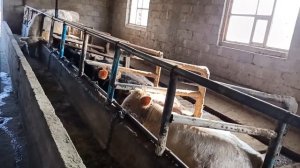 Откорм быков. Моё хозяйство...