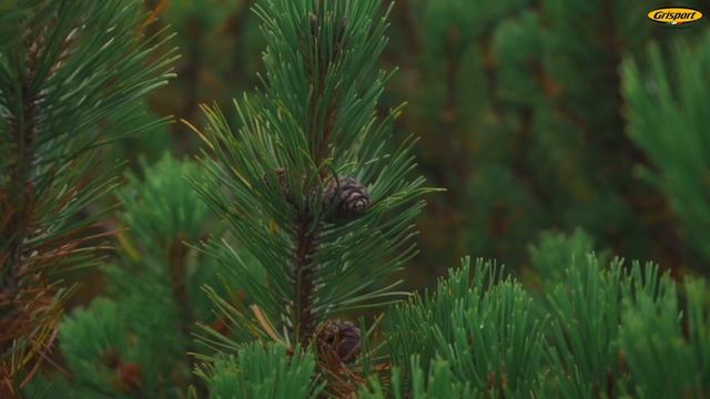 Треккинговые кроссовки Grisport – идеальная обувь для походов смотреть онлайн