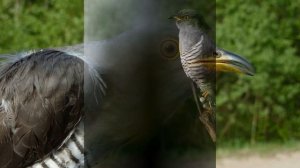 20 фактов о кукушках