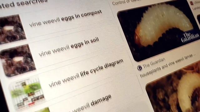 All about Japanese Maples and Bonsai смотреть онлайн