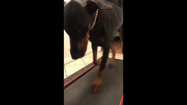DOBERMAN'S HOME WORKOUT. HOW DO WE KEEP OUR DOBERMANS HEALTHY AT HOME? смотреть онлайн