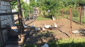 Порода Уток СТАР 53 и ГОЛУБОЙ ФАВОРИТ