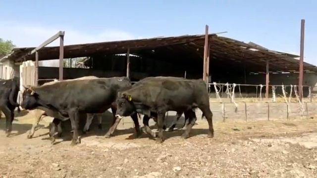 Откорм быков , быки породы Алатау, Швиц на продажу! смотреть онлайн