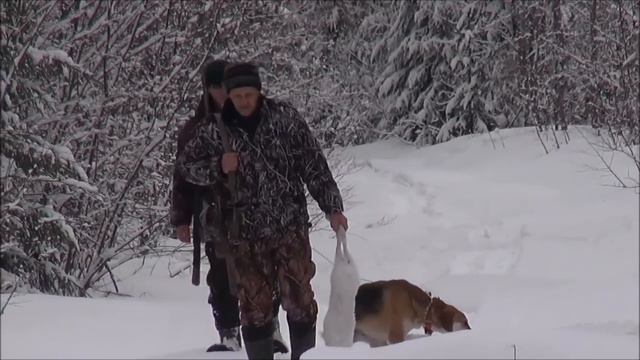 Зимняя охота на зайца в Ивановском .РГ ГОБОЙ вл. Первышев Д.И. смотреть онлайн