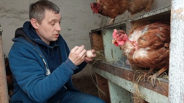 у нас квочка села на яйца / домашнее выращивание кур несушек смотреть онлайн