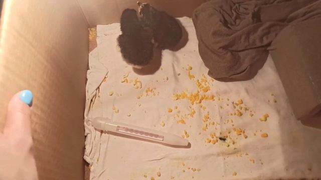 Что вылупилось из яиц, которые бросила квочка. смотреть онлайн