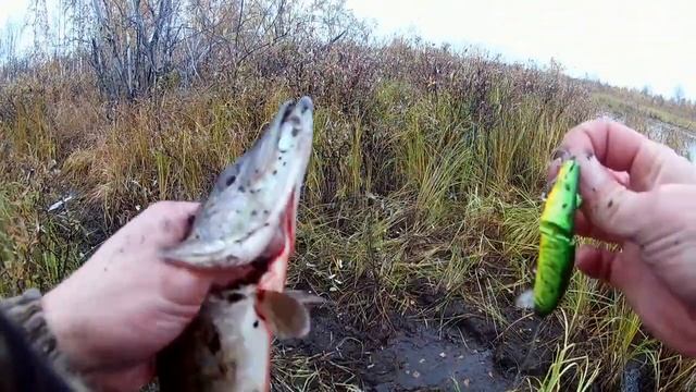 в поисках осенней щуки.удачная рыбалка. смотреть онлайн