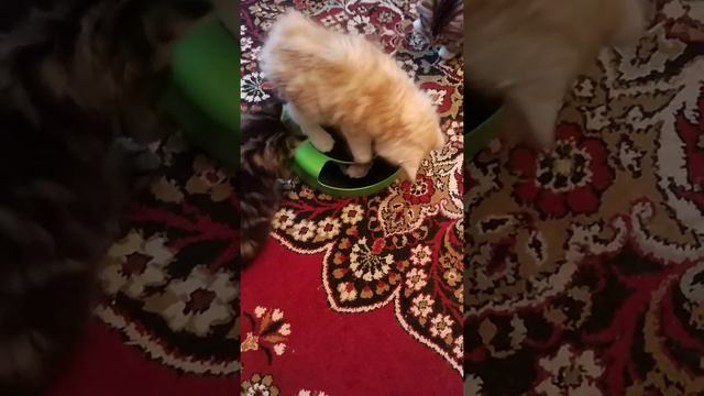 Холден, Хантер и Хипстер :) смотреть онлайн
