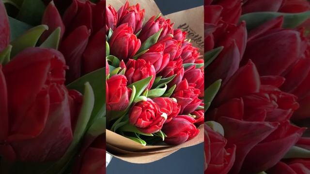 Пионовидные красные тюльпаны Red Princess смотреть онлайн