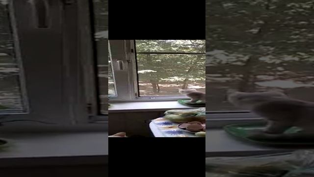 VID-20230103-WA0004.mp4 смотреть онлайн
