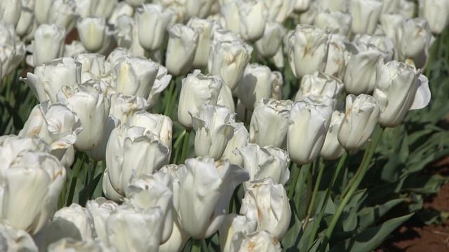 Snowboard - Tulip ??? vdqbulbs.com.au смотреть онлайн