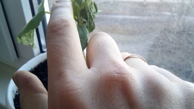 Прививаю огурец к тыкве, день Второй смотреть онлайн