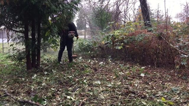 BlackBerry Mulching with Stihl FS-131 Brush Cutter смотреть онлайн