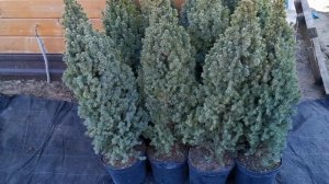 Ель канадская Сандерс Блю (Sanders Blue)