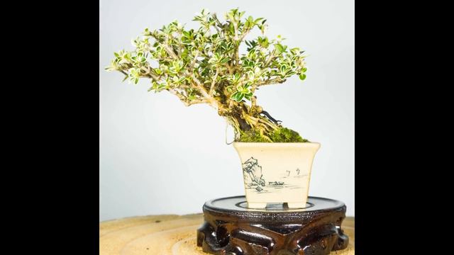 Mame bonsai? смотреть онлайн